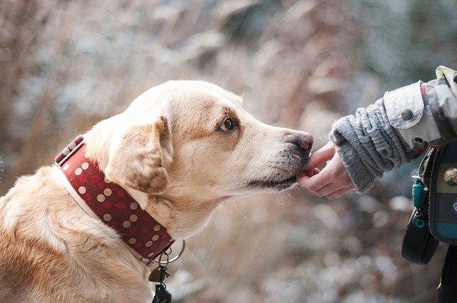 Pourquoi souscrire une assurance pour animaux de compagnie ?